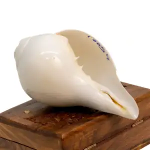 Blowing Shankh Conch Shell