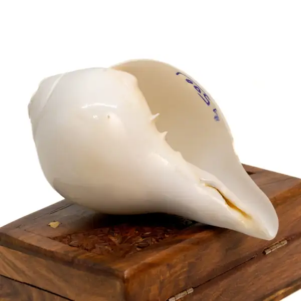 Blowing Shankh Conch Shell
