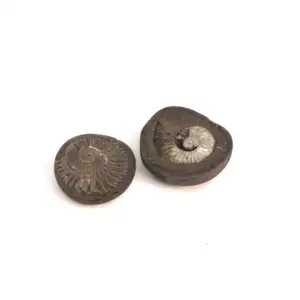 vishnu-chakra-shaligram-stone